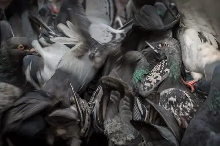 Pigeons